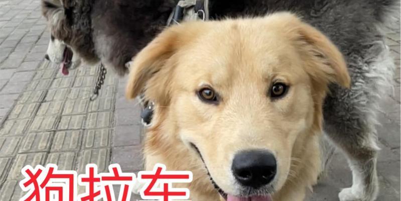 能拉车的狗的种类和特点（探索世界上几种能够拉车的狗以及它们的特点和训练方法）