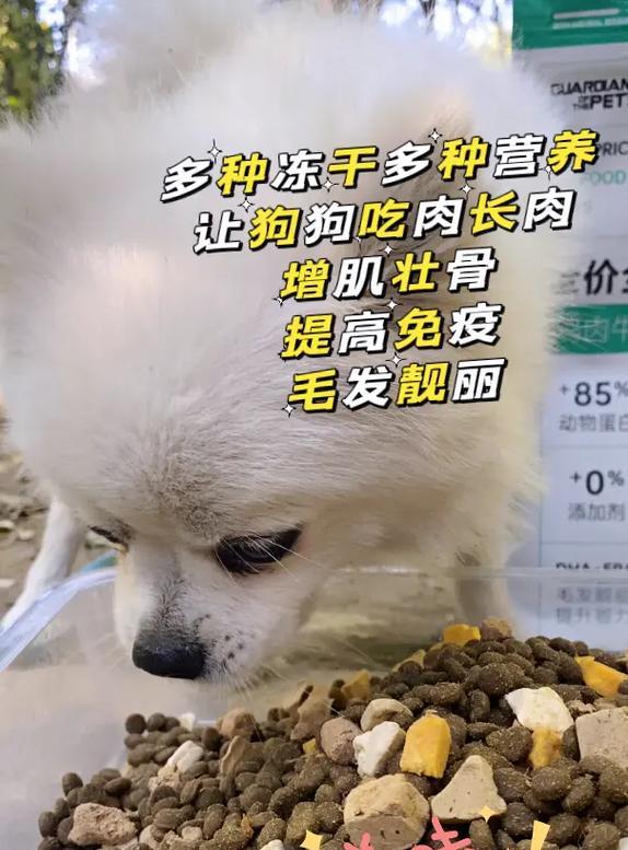 狗狗偏瘦如何选择适合的狗粮（以狗粮为主食，让你的狗狗恢复健康）
