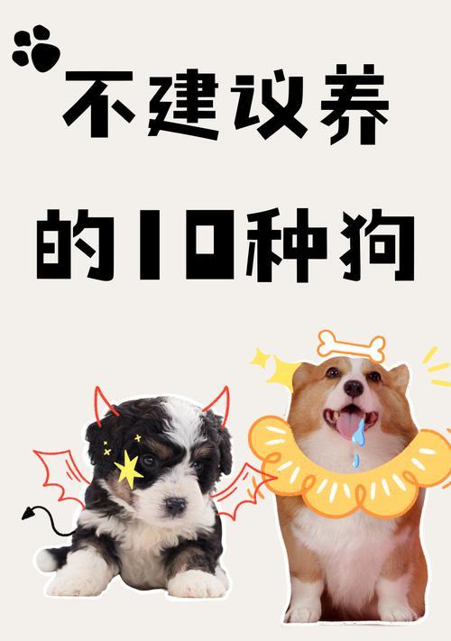 吉娃娃毛色养护秘籍（科学饮食对吉娃娃毛色的影响及推荐食谱）