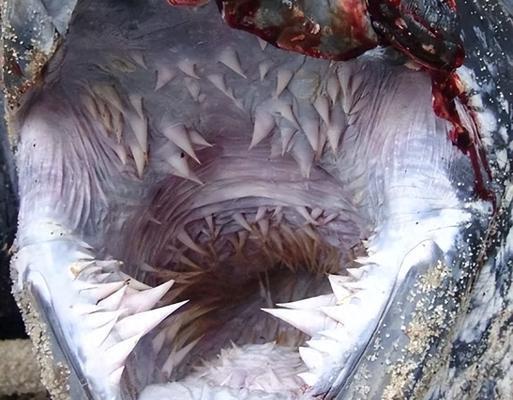 探索海龟的奇妙世界（揭开海龟的生物学之谜）