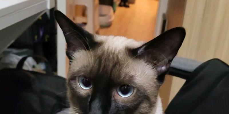 小猫耳朵的奇妙之旅（探索小猫耳朵的神秘世界）