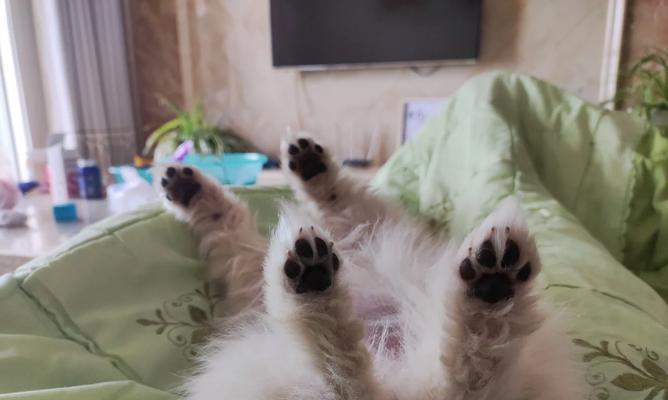 博美犬换牙的时机和注意事项（了解博美犬换牙的时机和正确护理，让它健康成长）