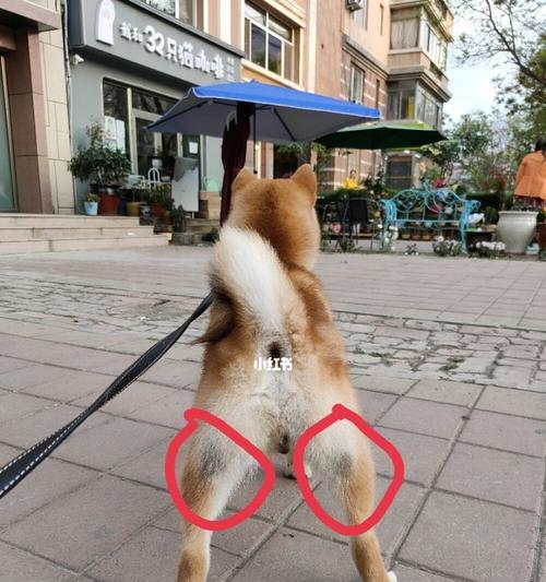 了解正常狗狗的屁眼（解密狗狗屁眼的外貌特征与功能）