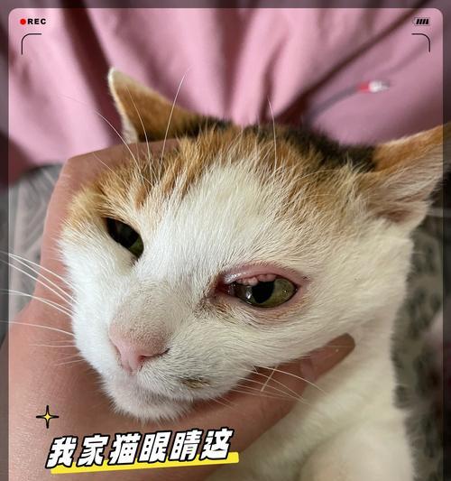猫为什么会在吃东西时流眼泪？（探寻猫咪流泪的原因及其影响）
