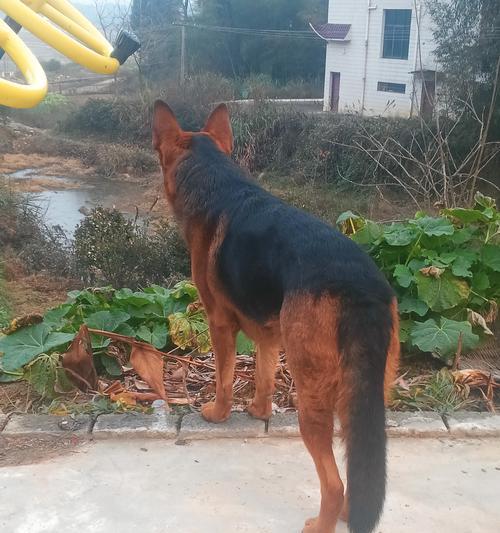 以德牧生完小狗吃什么？（合理的饮食对幼犬成长至关重要）