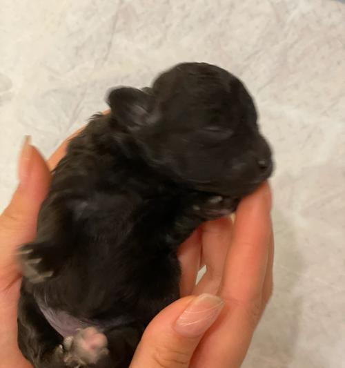 探讨泰迪狗生产前的症状及其原因（为什么了解泰迪狗生产前的症状很重要）