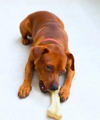 3个月狗狗适合吃什么骨头？（选择适合幼犬的骨头，让它们健康成长）