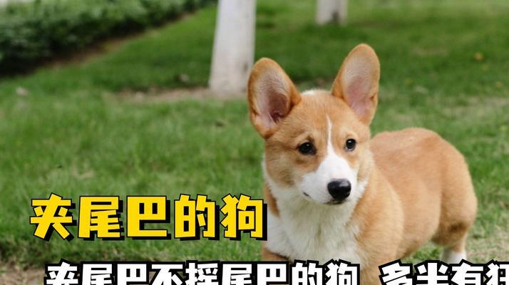 小狗尾巴的功能及作用（小狗尾巴的形态和运动）