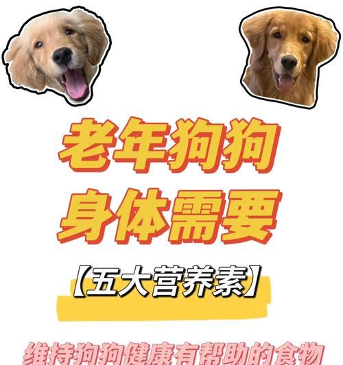 狗嘴巴受伤后的饮食指南（了解狗嘴巴受伤后应该吃什么和避免什么）