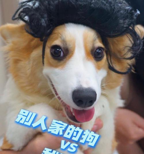 为什么我喜欢狗狗（探寻我对狗狗的喜爱之源）