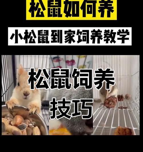 松鼠的理想室友（探寻与松鼠相处的最佳室友组合）