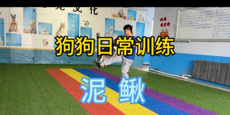 狗狗的训练带来的种种好处（通过训练，狗狗能学会许多有益的技能与行为）