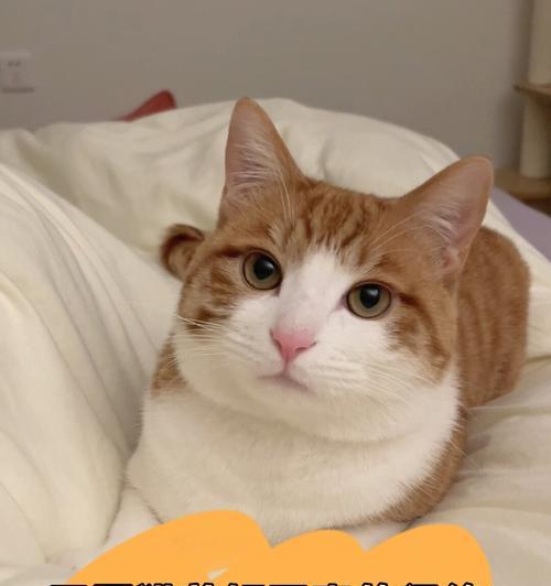 猫绝育的最佳时机（为你的爱猫选择合适的绝育时间）