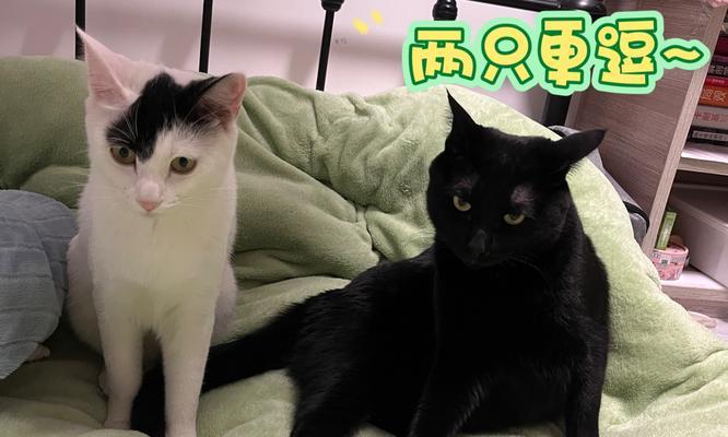 两只猫为什么会缠着尾巴？（探究猫咪之间奇特的尾巴行为）