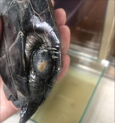 乌龟脚为何会脱皮？（揭秘乌龟脚脱皮的原因和生理机制）