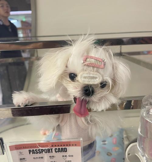 揭秘以马尔济斯犬的魅力世界（小巧可爱、毛色多样，以马尔济斯犬让你爱不释手）