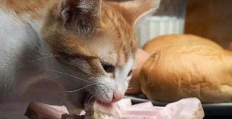 刚刚出生的猫吃什么东西？（探寻刚出生猫咪饮食的迷思和正确方法）