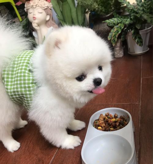 博美怀孕40天后的饮食需求