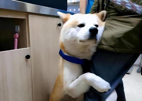 深入探讨“以狗抱人大腿”的含义（解析狗的表达方式与情感交流，揭示人与宠物之间的特殊纽带）