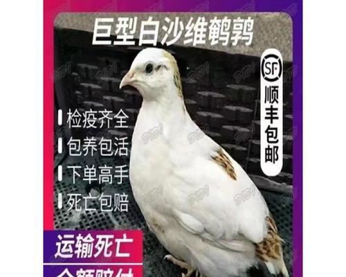 选择合适的鸟类进行养殖（探索适合繁殖鸟类的品种和方法）