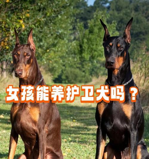 探秘狗的下体结构之奥秘（揭开狗的下体神秘面纱，你知道吗？）