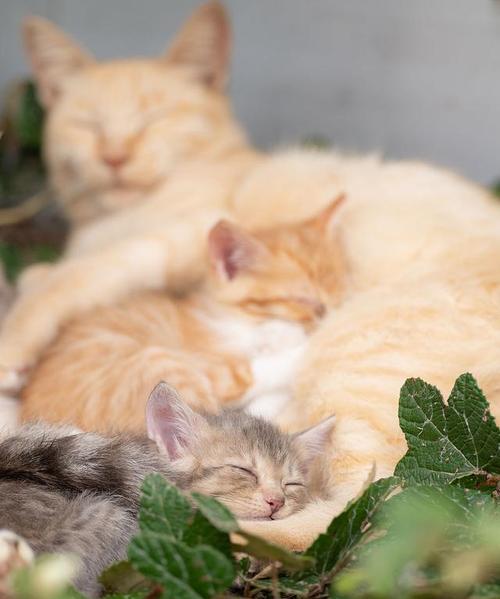 猫的狩猎天性（揭秘猫咪捕食行为与猎物选择）
