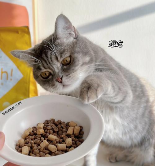 养短期猫的饮食指南（满足你可爱新成员的需求，让它健康成长）