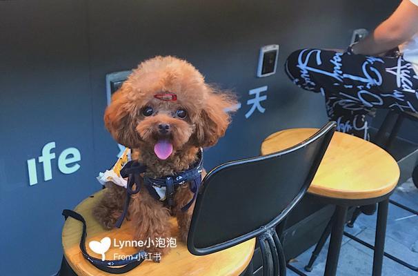 为什么泰迪狗狗会吃草？（探究泰迪狗狗食草的原因及是否正常）