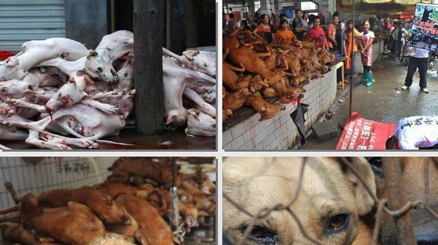 为什么没有肉狗不吃？（探究狗对于肉类食物的偏好和生理需求）
