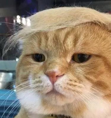 猫咪为什么喜欢钻床底？（探秘猫咪喜欢钻床底的原因及行为特点）