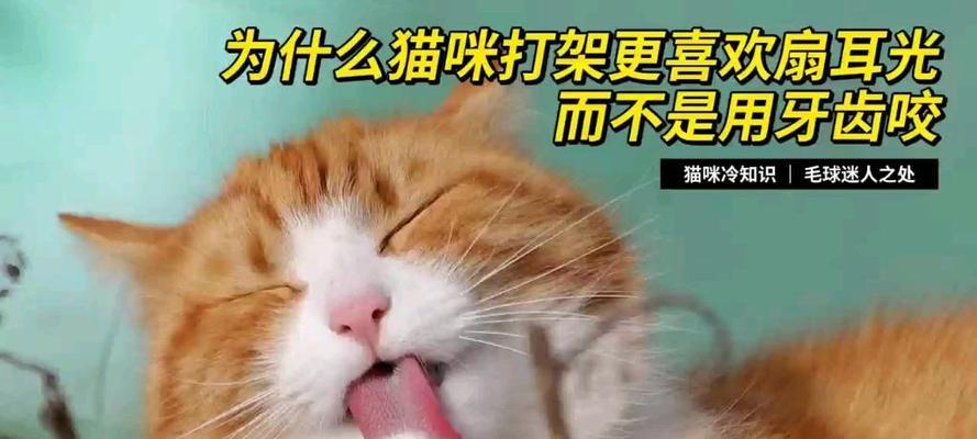 揭秘猫咪为何会打架（探索猫咪社交行为中的冲突与攻击原因）