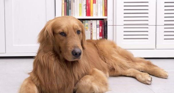 给你的金毛犬取什么名字？（15个创意名字为你的金毛犬增添个性魅力）