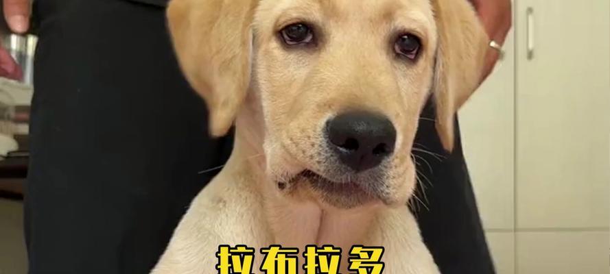 拉布拉多尺寸的原因以及对狗狗的影响（探究拉布拉多尺寸与狗狗特点的关系）