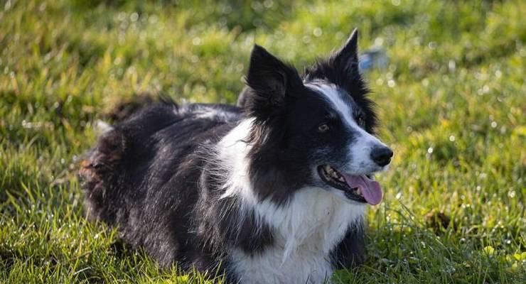 边牧犬（边牧犬在农场、警犬、搜救犬、竞技犬等领域的广泛应用）