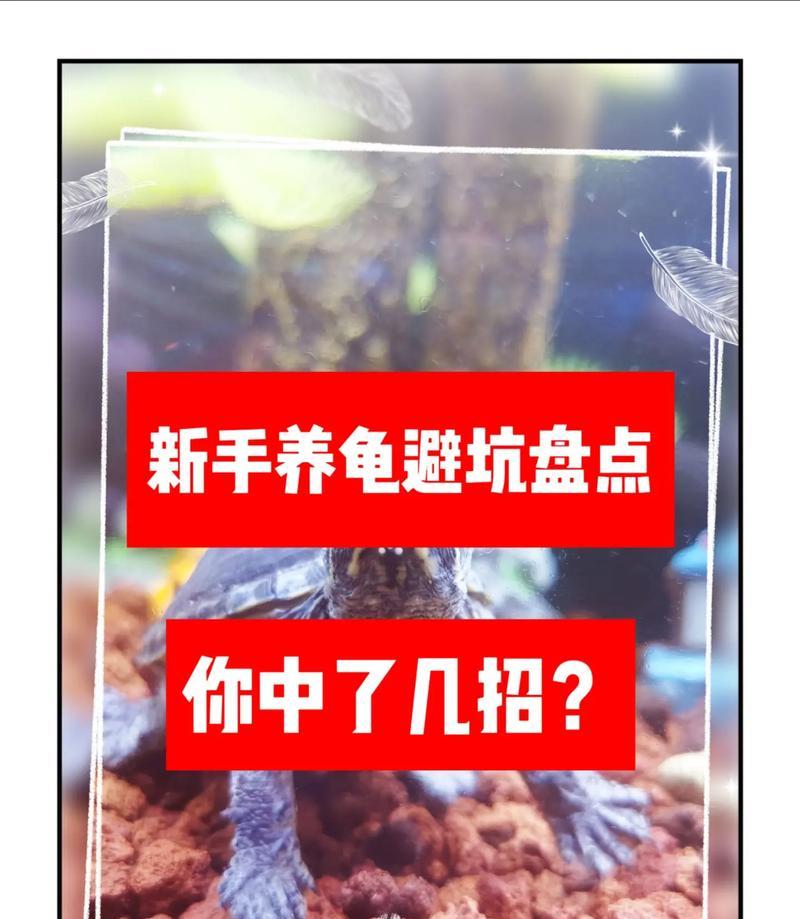 养乌龟须知（掌握关键要点，让你的乌龟健康快乐）