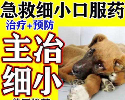 如何快速治疗狗狗拉血问题（有效药物及治疗方法助您快速帮助狗狗康复）