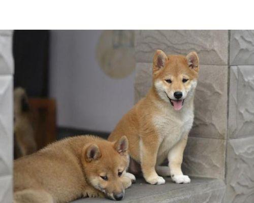 柴狗的价格及饲养成本分析（从购买到养育，了解柴狗的费用及注意事项）