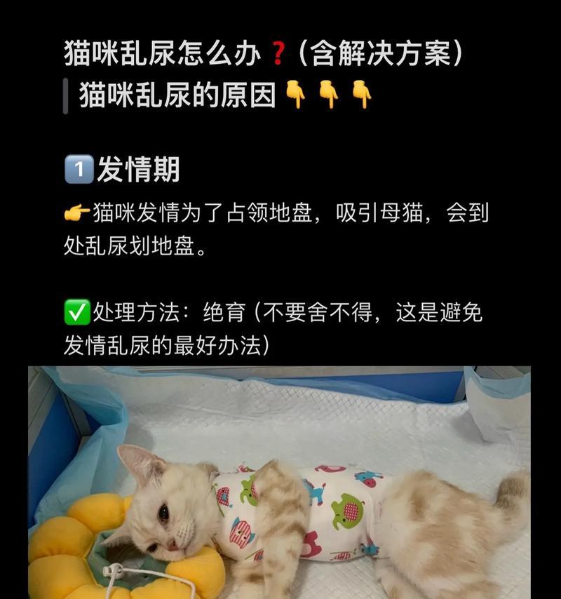 揭秘猫咪乱尿的原因（探索猫咪尿失禁的根源及解决方法）