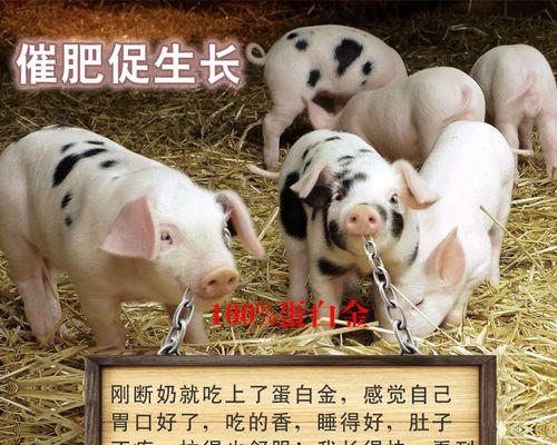 如何让你的狗狗增重？（狗狗增重的营养饮食指南）