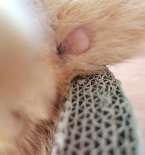 猫尾巴疼的原因及治疗方法（揭秘猫尾巴疼痛背后的种种可能性，保护宠物健康）
