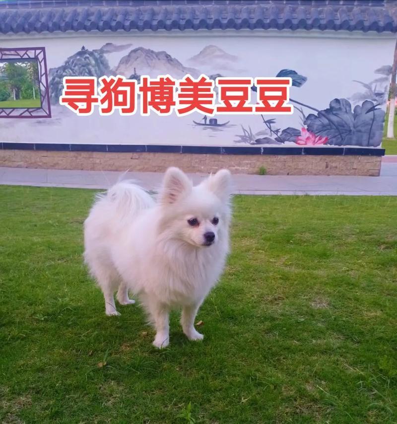白色博美的命名艺术（如何为白色博美起一个好听的名字）