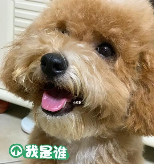 贵宾毛不卷的原因及解决方法（揭秘贵宾毛不卷的背后原因，提供专业解决方案）