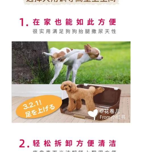 狗狗尿橘红色的原因及健康建议（探索狗狗尿液颜色变化的可能原因与预防方法）
