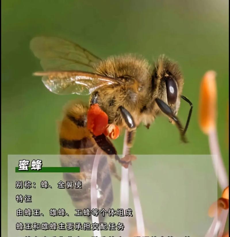 昆虫的独特特征（揭秘昆虫的神奇世界，了解其令人叹为观止的特征与功能）