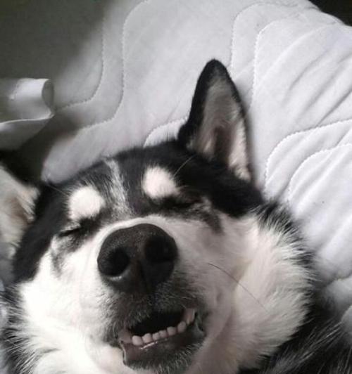 狗狗的桃心脸（揭秘为何狗狗会有桃心脸，它所代表的含义）