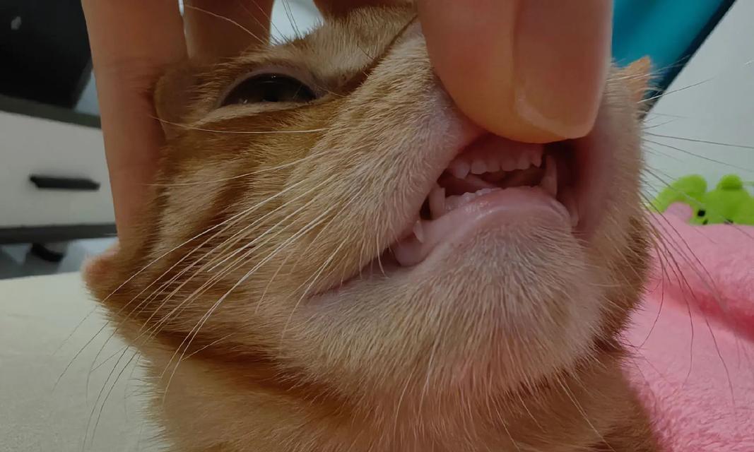 猫的牙齿（探秘猫的牙齿，揭开它们的神奇之处）
