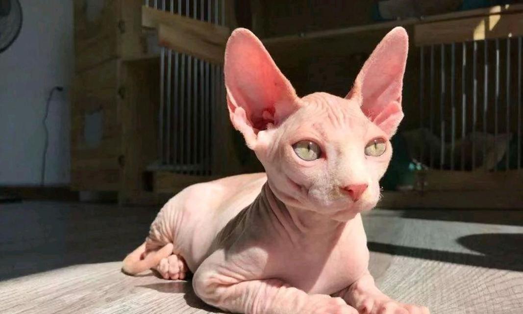 选一只不掉毛的猫咪，让养宠更轻松（什么猫不掉毛好养？带你了解最适合家庭的无毛猫品种）