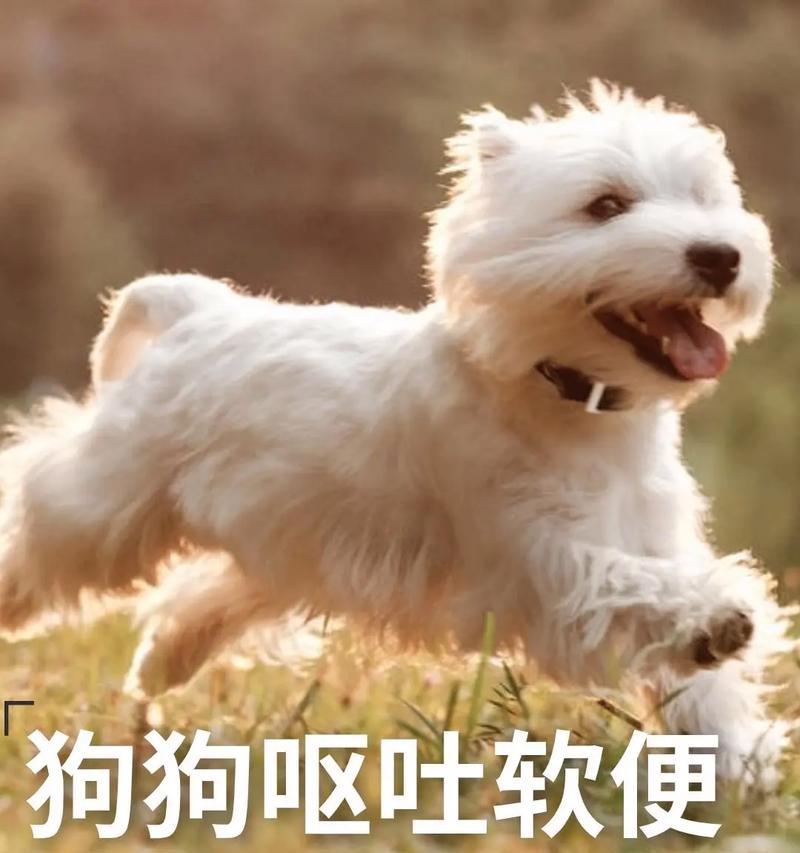 狗狗胃病的饮食护理（为你的狗狗选择正确的食物）