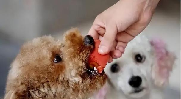 泰迪狗（泰迪狗，宠物中的智慧使者）