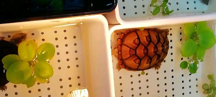 白唇蛋龟饲料选择的关键要素（以白唇蛋龟喂养为例，探讨合适的饲料类型及喂养方法）